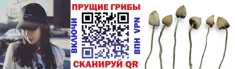 дарнет шоп блэк спрут зеркало Галлюциногенные грибы прущие грибы Грозный
