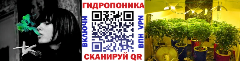 Конопля планчик  как найти   Грозный 